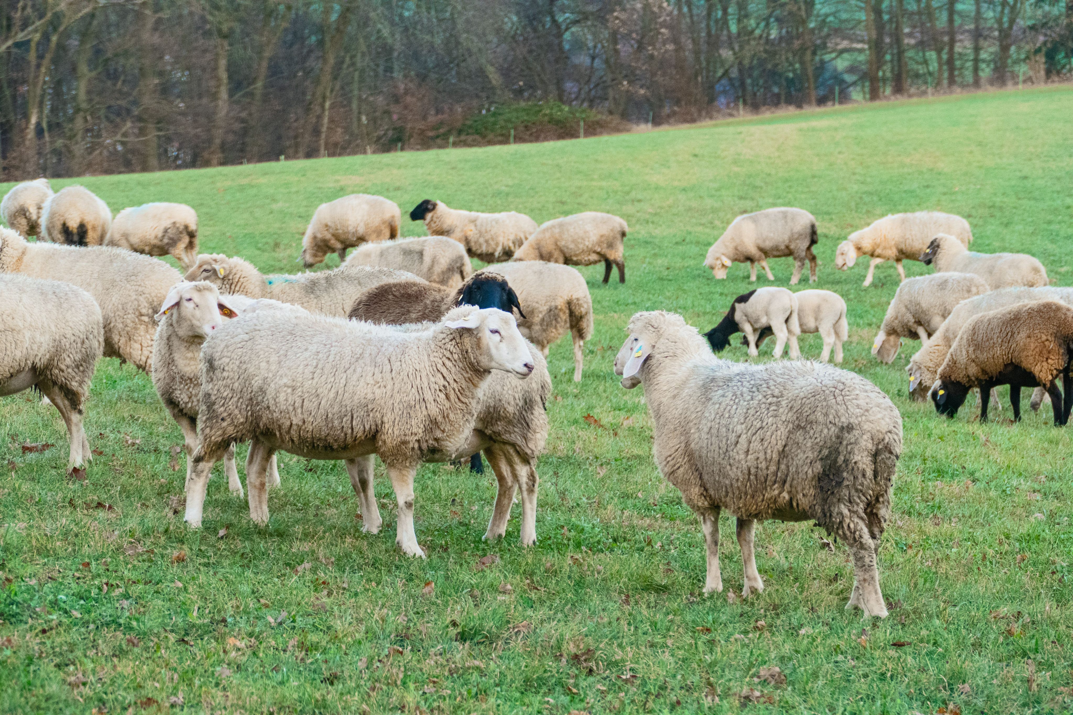 Klare Regeln für den Wolf: Weidetierhaltung und Menschen im ländlichen Raum schützen